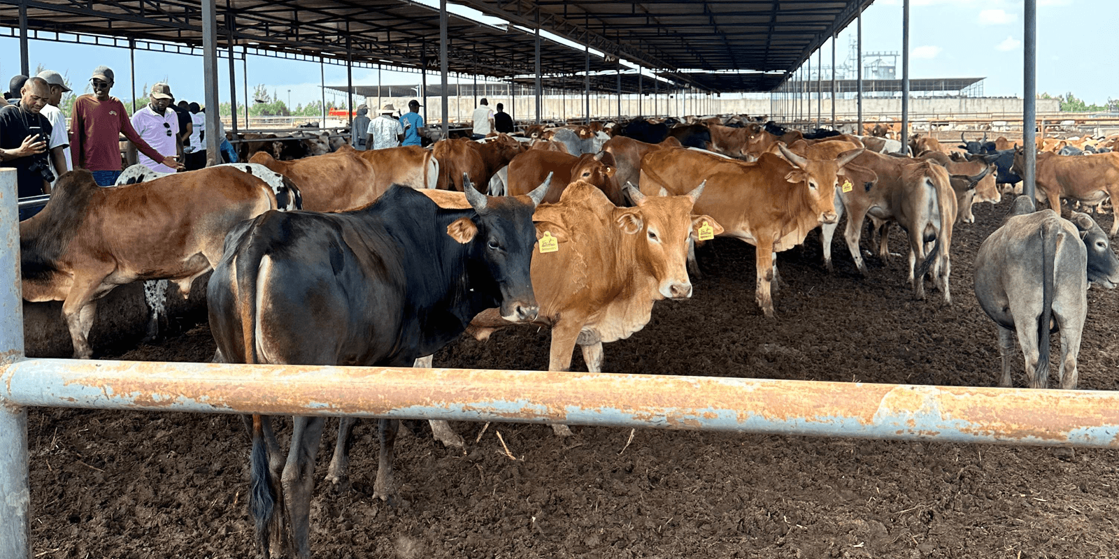 Farm landscape banner